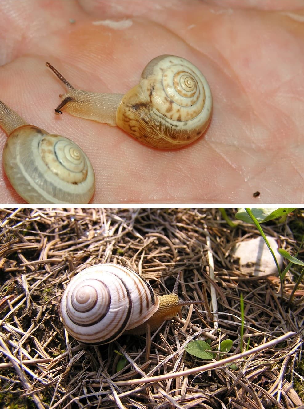 Monacha_cartusiana_fg01-COLLAGE.jpg